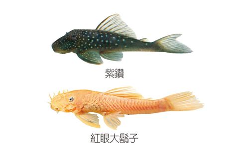 垃圾魚種類